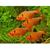 Aquatic Foods Inc. 1mm - 1/32" Floating Pellets for Bettas,