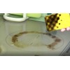 Yuuwa Ability Clean Multi-Purpose Cleaner for Home Main Unit 500ml