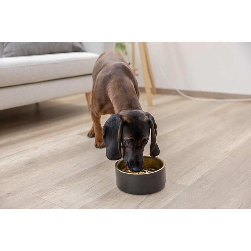 Kerbl Pet Golden Stainless Steel Bowl for Dogs and Cats,
