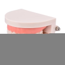 Teeth Model | Small Tooth Models for Students | Dentures Bracket Teaching, Learning, Interpretation Model for Adults and