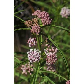Narrowleaf Milkweed Butterfly Asclepias fascicularis Premium Seeds for Planting Packet Monarch