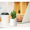 D'vine Dev 12 Pack 3 Inch Mini Plastic Plant Pots,
