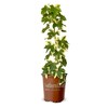 Angyo Star Fatshedera (3 Gallon) Evergreen Vine with Variegated Green