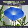 Morning Glory Seeds Heavenly Blue - Large 1 Ounce Packet