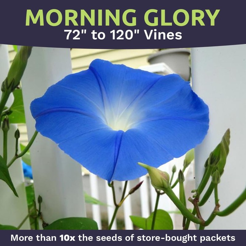 Morning Glory Seeds Heavenly Blue - Large 1 Ounce Packet