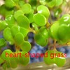 4 Pack Aquarium Plant S.e.e.ds, no Artificial Plastic Plant, Fish