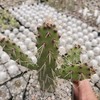 Opuntia consolea falcata Cutting Cacti Cactus Succulent Real Live Plant
