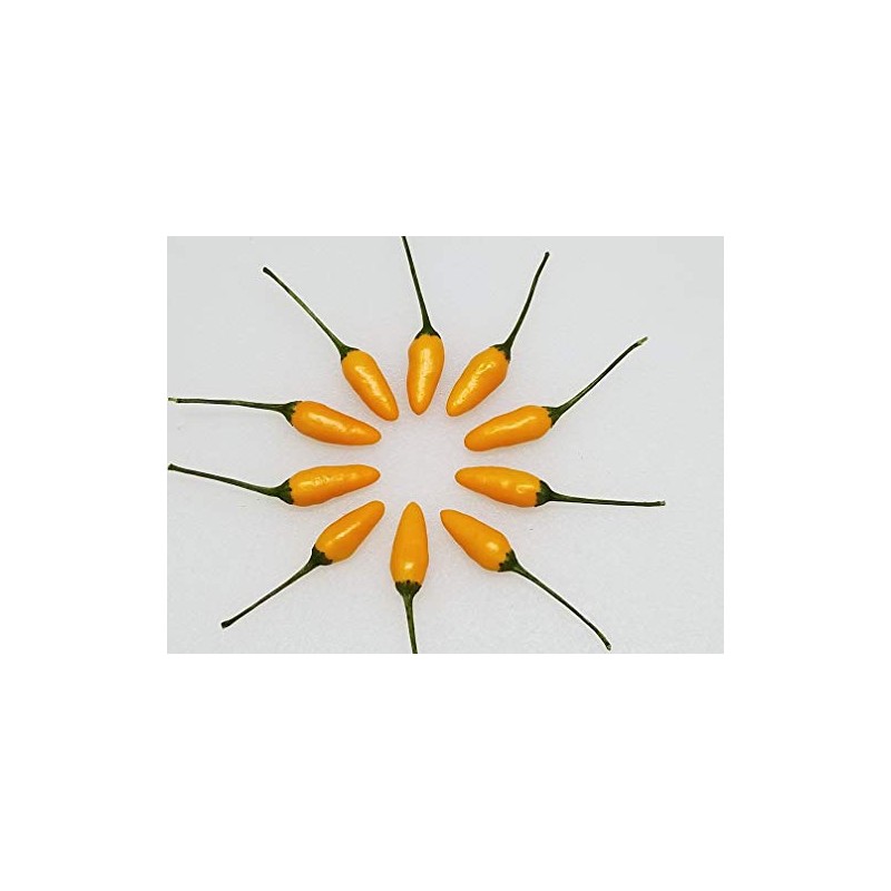 Yellow Pequin Pepper 10+ Seeds