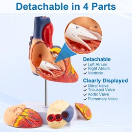 TYRRDE 2X Life Size Anatomical Heart Model – Human Heart Model Anatomy with 49 Structures, 4 Detachable Parts, Strong Magnetic Assembly, Accurate Details, on Base – for Medical Teaching & Science Learning(dark red)