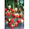 Thursday Cottage Organic Strawberry Jam 340g