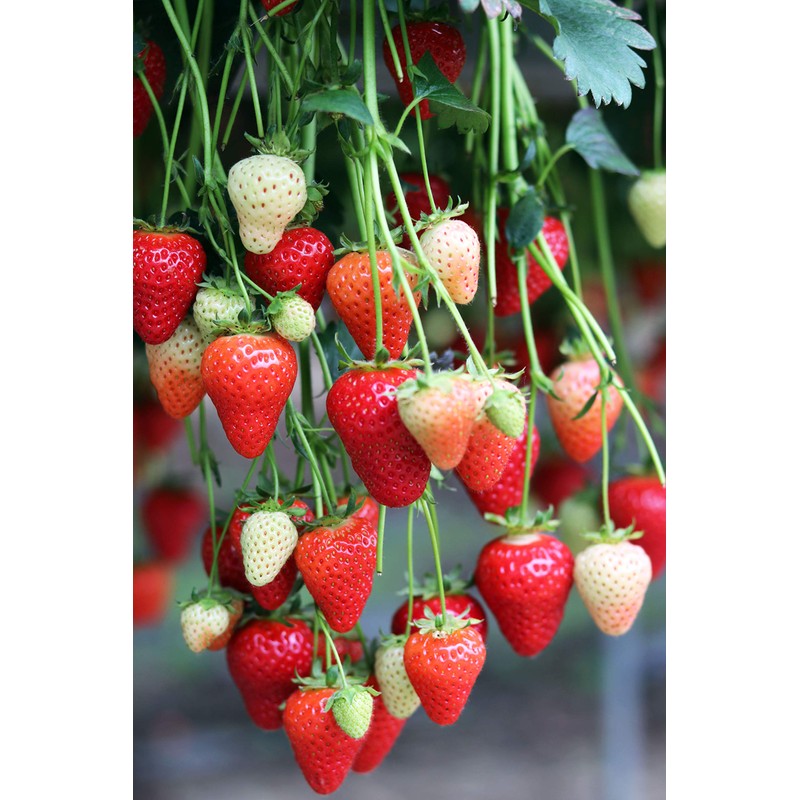 Thursday Cottage Organic Strawberry Jam 340g