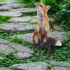 POPETPOP Acrylic Fox Garden Stakes : Fox Lawn Ornaments Garden