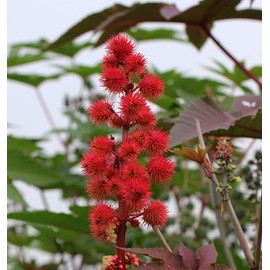 Castor oil legal treatment 30ml / 피마자오일 법제처리 30ml