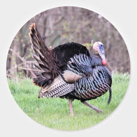 Fashion Jewelry TURKEY BIRD THANKSGIVING Pendant On 925 Sterling Silver 22" Necklace Gold Box