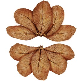 SunGrow 10 Pack Hermit Crab Large Catappa Indian Almond Leaves, Tarantula Dried Leaves for Spawning, Source of Cellulose and Nutrition for Isopods and Crickets, Create Humid Vivarium Habitat, 8”