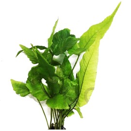 Bolbitis asiatica heteroclita Water Fern Live Aquarium Plants Decorations 3 Days Live Guaranteed by Mainam