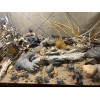 Unbranded Flawed Blue Death Feigning Beatlee (Group of 20!) WHOLESALE