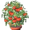 Fox Valley Traders Flower Pot Tomatoes S/3