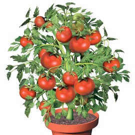 Fox Valley Traders Flower Pot Tomatoes S/3