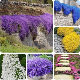 3000+ Mix Creeping Thyme Seeds for Planting Ground Cover Plant 6 Perennial Thyme Heirloom Blue, Purple, Red, Yellow White Thymus Serpyllum Seed