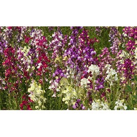 Spurred Snapdragon Flower Seeds Northern Lights (4000 to 400,000 Seeds) (100000)