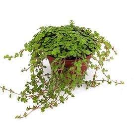 Baby Tears/Tiny Tears - Pilea depressa - 3.7" Pot