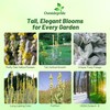 Outsidepride Arctic Summer Mullein Seeds for Planting - 250 Pcs
