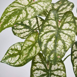 Tokyodo MAGIQ FG000383 Fake Green Caladium Pot, Artificial Flowers, Interior Green, Decorative Plants