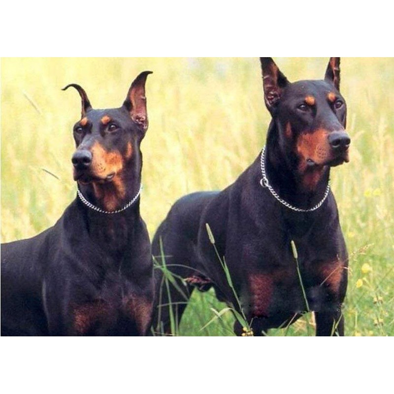 SGODA Chain Dog Training Choke Collar, 16 in, 2.0 mm