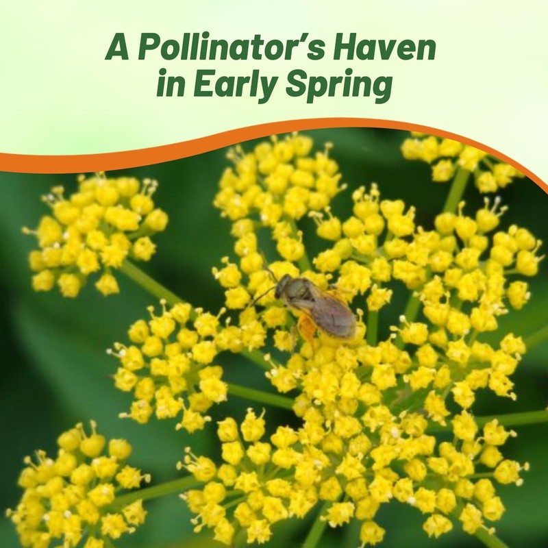 Outsidepride Zizia Aurea Golden Alexander Seeds - 2000 Pcs Perennial,