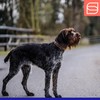 Herm. Sprenger Ultra-Plus Prong Dog Training Collar, Anti Pull Training