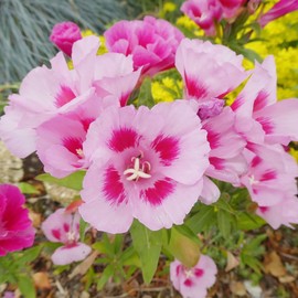 Southern California Wildflower Seeds Ornamental Home Decor GMO Free Attracts Pollinators Garden Flowerbeds Border Patio Containers Outdoor 1 Ounce Mix Flower Seeds by YEGAOL Garden