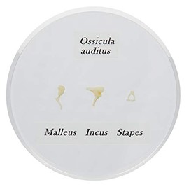 3B Scientific E13 Life Size Auditory Ossicles Model