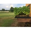 Catalpa, Southern Catalpa Tree Seeds, (For Raising Catalpa Worms) Catfish