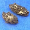 Student Owl Pellet Kit