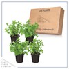 The Three Company Live Aromatic and Edible Herb - Mint