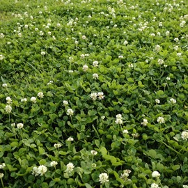 Outsidepride Outsidepride Perennial White Dutch Clover Seed - 2 lbs. Nitrocoated, Inoculated Clover Seeds for Lawn Alternative, Erosion Control, Food Plots, Ground Cover, & Pasture Mixtures in USDA Zones 3-10