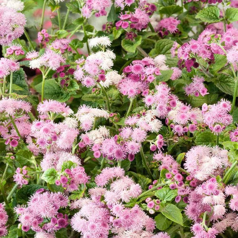 Outsidepride 5000 Seeds Annual Ageratum Pink Flower Seeds for Planting