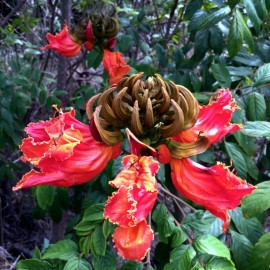 Seed Head African Tulip Magnolia Flower Tree Seeds Spatho. campanulata Flame of The Forest - 100 SEEDS