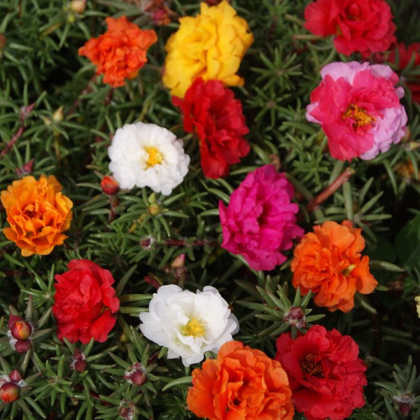 Outsidepride Portulaca Moss Rose Spreading, Succulent, Heat & Drought Tolerant Ground Cover Plant Mix - 10000 Seeds