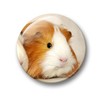 Merchandise for Fans Guinea Pig Fridge Magnets Set of 6