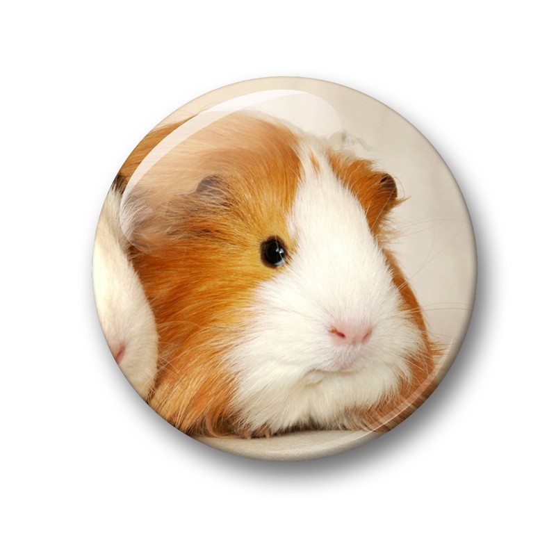 Merchandise for Fans Guinea Pig Fridge Magnets Set of 6