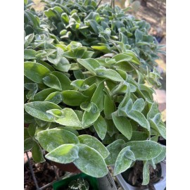 Unbranded 5 CUTTINGS Cobweb Spiderwort (Tradescantia sillamontana) Live Plant Easy Flower