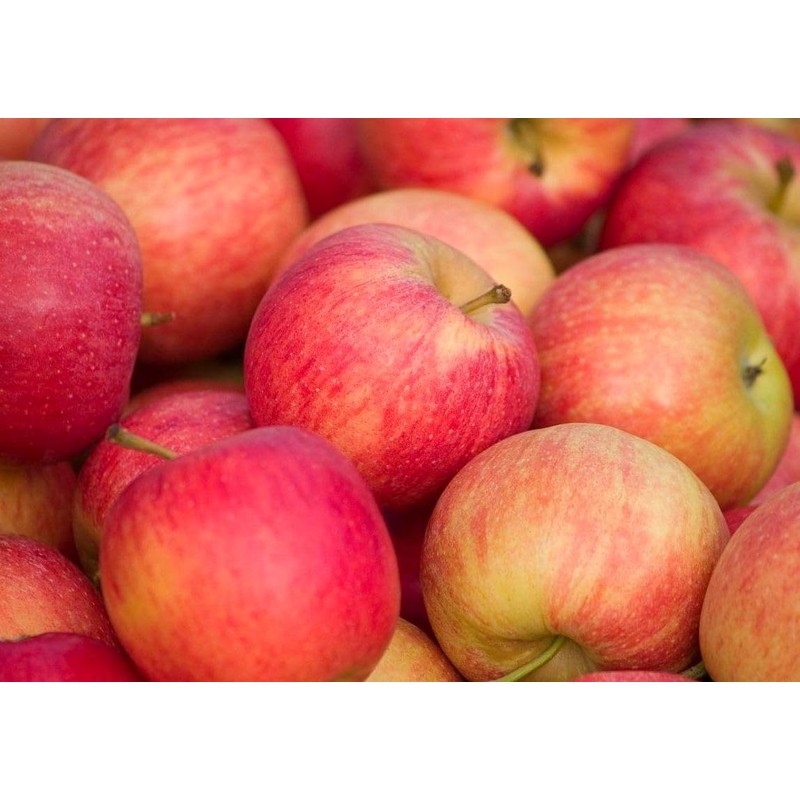 100 Pcs Apple Seeds for Planting, Heirloom, Non GMO