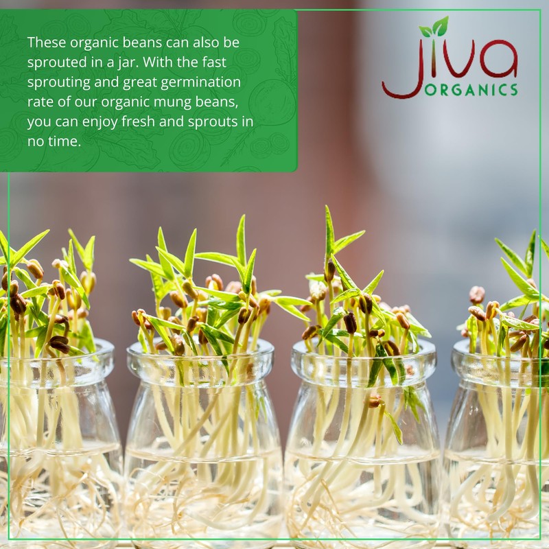 Jiva Organics Organic Mung Beans Whole 4 LB LARGE Bag