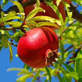 2 Pomegranate Tree's, Punica Granatum 'Wonderful', Thriving in 2.5" Nursery Cubes