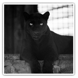 Square Stickers (Set of 2) 10cm BW - Black Panther Wild Big Cat Fun Decals for Laptops,Tablets,Luggage,Scrap Booking,Fridges, #38923