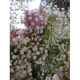 Baby's Breath Nice Garden Flower by Seed Kingdom Bulk 100,000 Seeds