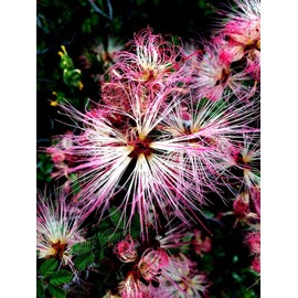 10 Seeds Pink Fairy Duster Tree | Calliandra eriophylla Flowering Mimosa Plant Rare