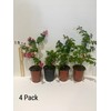 Sioux Crepe Myrtle Trees - Pink Blooms - Quart Containers